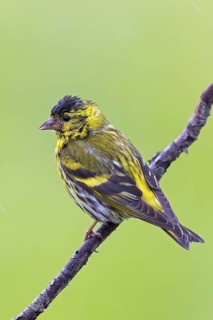 Siskin, (Carduelis spinu), animals, birds, siskin, subfamily of goldfinches, Varanger Bird Park,