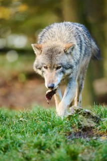 Eastern wolf (Canis lupus lycaon) walking on a meadow, Bavaria, Germany