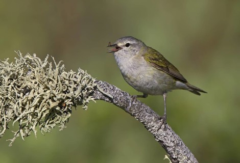 Tennessee Warbler, male