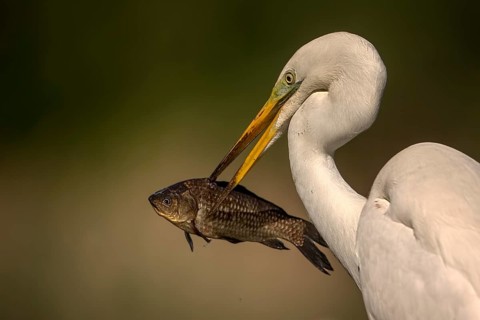 Great Egret (Ardea alba) eating fish, Hungary