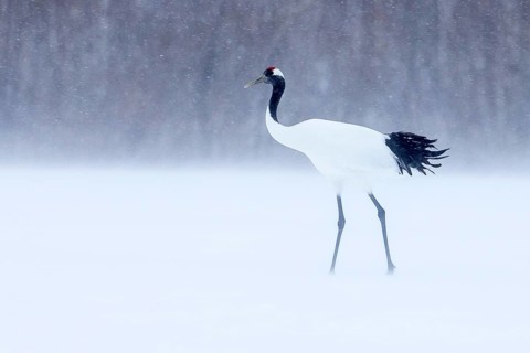 Red-crowned Crane (Grus japonensis), Hokkaido, Japan