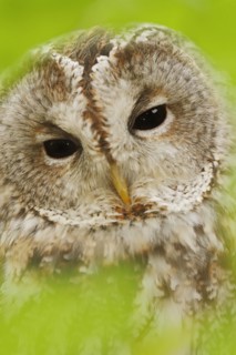 Tawny owl (Strix aluco), portrait, North Rhine-Westphalia, Germany