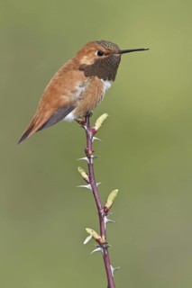 Rufous Hummingbird (Selasphorus rufus), British Columbia, Canada