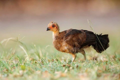 Australian Brushturkey (Alectura lathami) juvenile, Queensland, Australia