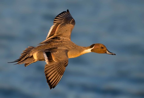 Northern Pintail (Anas acuta) male flying, British Columbia, Canada