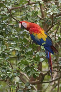 Scarlet Macaw (Ara macao), Costa Rica