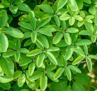 Akebia quinata (Akebia quinata), BS Sämann, Germany