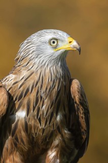 Red Kite (Milvus milvus), Lower Saxony, Germany