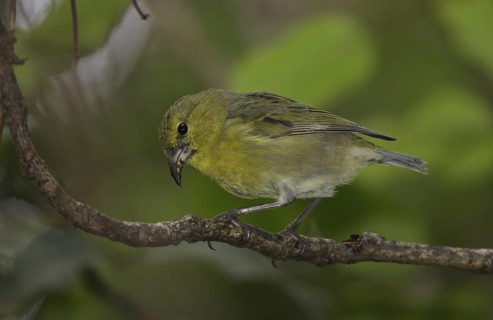 Kauai Amakihi (Chlorodrepanis stejnegeri) female, Hawaii, USA