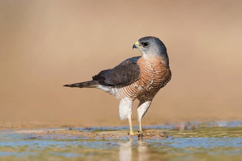 Levant Sparrowhawk (Accipiter brevipes) male, Eilat, Israel