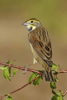 Dickcissel (Spiza americana), Texas, USA