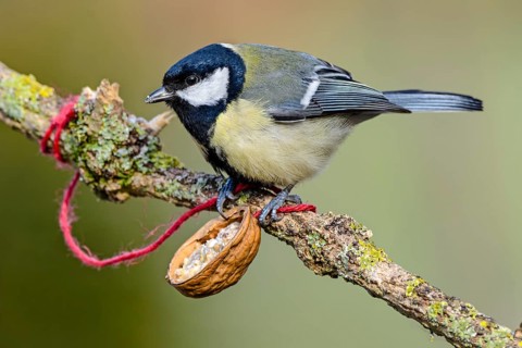 Great tit (Parus major), sitting on branch, with feeder, Germany