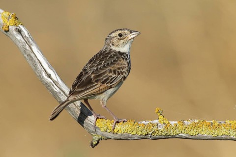 Horsfield's Bush Lark (Mirafra javanica) perched on a branch, Victoria, Australia