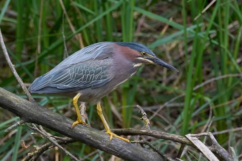 Green Heron (Butorides virescens), Yolo County California
