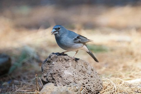 Blue Chaffinch (Fringilla teydea) male, Tenerife, Spain