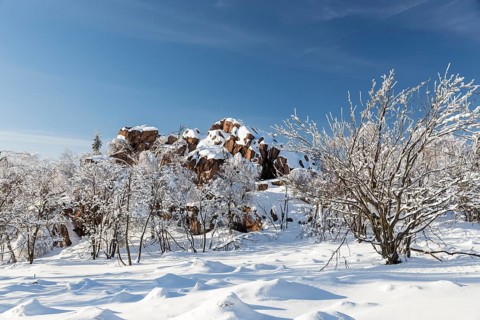 Großer Lugstein, sunny winter landscape with snow-covered trees, bushes, trails and branches