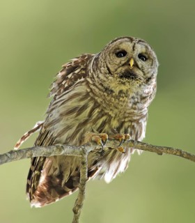 Barred Owl (Strix varia), Saskatchewan, Canada