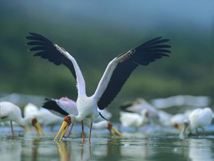 Yellow-billed Storks (Mycteria ibis), Kenya, Africa