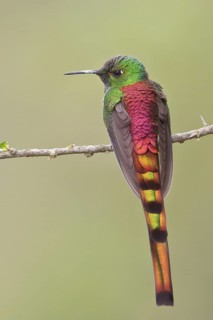 Red-tailed Comet (Sappho sparganura) perched on a branch in Bolivia, South America