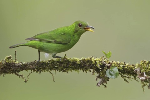 Green Honeycreeper (Chlorophanes spiza) female, Costa Rica