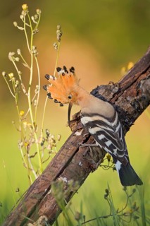 Eurasian Hoopoe (Upupa epops) male, Tuscany, Italy