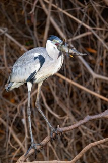 Cocoi Heron (Ardea cocoi) Pantanal Brazil