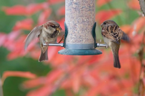 Two house sparrows (Passer domesticus) perched on a garden bird feeder filled with mixed seeds,
