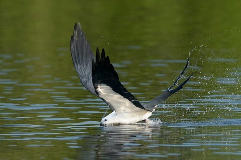 Swallow-tailed Kite (Elanoides forficatus) flying, Florida, USA