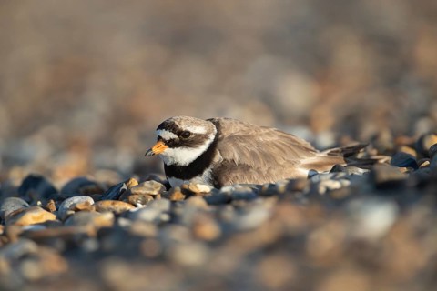 Ringed plover (Charadrius hiaticula) adult wading bird resting on a shingle beach, Suffolk,