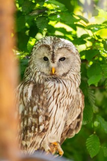 Ural Owl (Strix uralensis) sitting on a branch, Bavaria, Germany