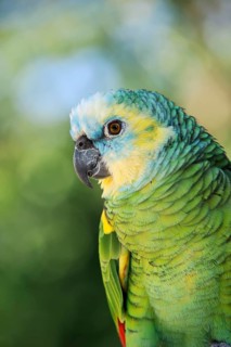 Blue-fronted Amazon (Amazona aestiva), portrait, captive, occurrence in South America