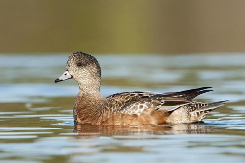 American Wigeon (Mareca americana) female, British Columbia, Canada