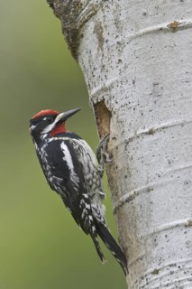 Red-naped Sapsucker (Sphyrapicus nuchalis), British Columbia, Canada