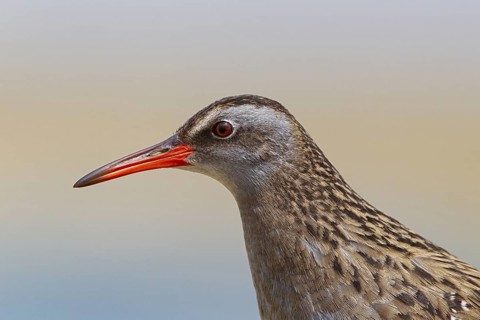 Brown-cheeked Rail (Rallus indicus), Dornod Aimag, Mongolia