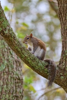 American grey squirrel (Sciurus carolinensis), sitting on a branch and looking around attentively,