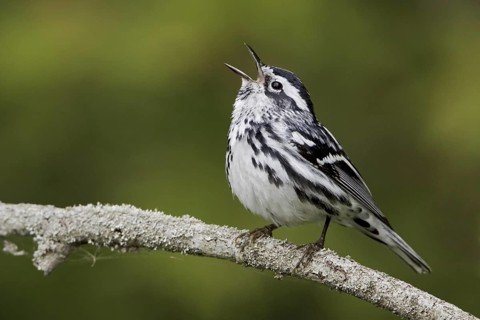 Black-and-white Warbler (Mniotilta varia) singing, Ontario, Canada
