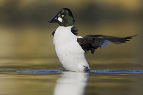 Common Goldeneye (Bucephala clangula) male, British Columbia, Canada