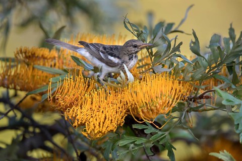 Pied Honeyeater (Certhionyx variegatus) juvenile perched on a branch, Victoria, Australia