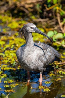 Headband Ibis (Harpiprion caerulescens) Pantanal Brazil
