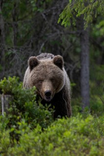 European brown bear, Karelia, Finland