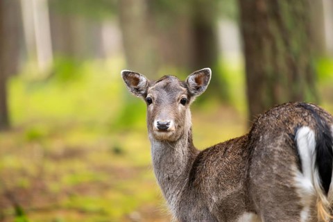 European fallow deer (Dama dama) doe, portrait, in a forest in autumn, Bavaria, Germany