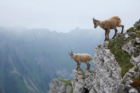 Alpine Ibex (Capra ibex) female with calf at edge of cliff, Bernese Oberland, Switzerland