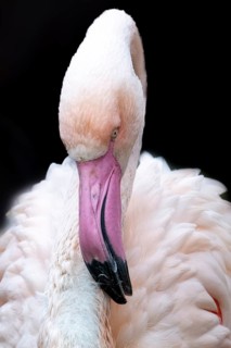 Pink flamingo (Phoenicopterus roseus), portrait, black background, Vienna, Austria