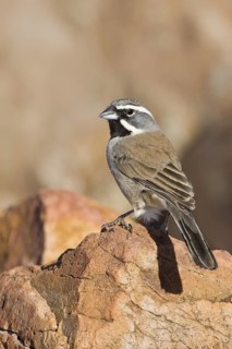 Black-throated Sparrow (Amphispiza bilineata), Arizona, USA
