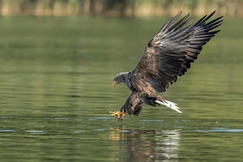 White-tailed Eagle (Haliaeetus albicilla) striking at fish, Mecklenburg-Western Pomerania, Germany