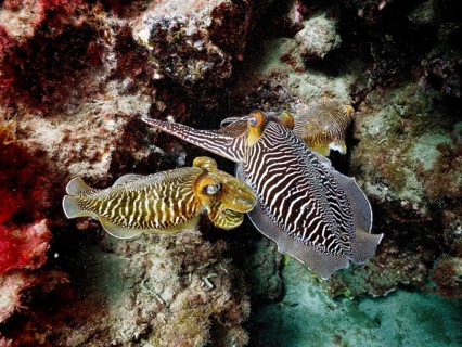 Common cuttlefish (Sepia officinalis)