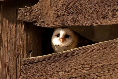 Western Barn Owl (Tyto alba) captive, Germany