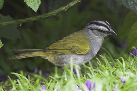 Black-striped Sparrow (Arremonops conirostris), Costa Rica