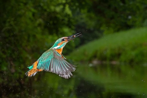 Kingfisher (Alcedo atthis) hunting, Vechta, Lower Saxony, Germany
