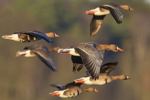 Greater White-fronted Goose (Anser albifrons) flying, North Rhine-Westphalia, Germany